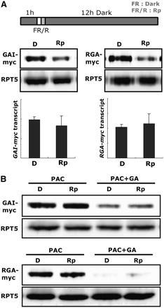 Light Does Not Regulate the Protein Stabilities of GAI and RGA in the Absence of GA Biosynthesis.