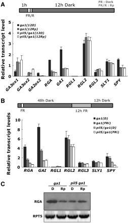 PIL5 Regulates the Expression of GAI and RGA.