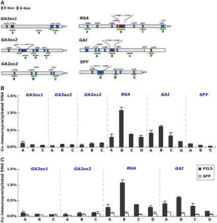 PIL5 Binds Directly to the Promoters of GAI and RGA in Vivo.