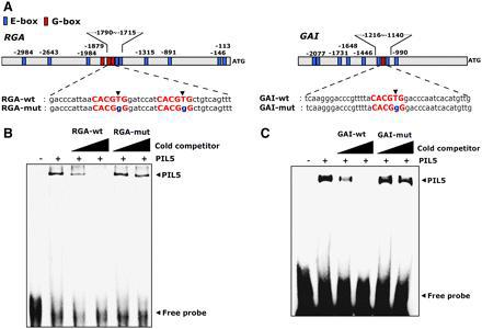 PIL5 Binds Directly to G-Box Elements in the Promoters of GAI and RGA in Vitro.