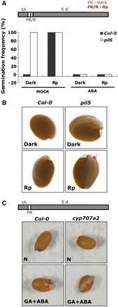 Decreased ABA Levels Are Necessary for Endosperm Rupture.