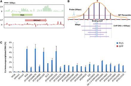 Identification of PIL5 Binding Sites by ChIP-Chip Analysis of the Entire Arabidopsis Genome.