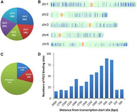 PIL5 Binding Sites Are Concentrated at the Proximal Regions of Promoters.