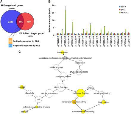 Identification of PIL5-Regulated Direct Target Genes by Comparison between the Microarray and ChIP-Chip Data.