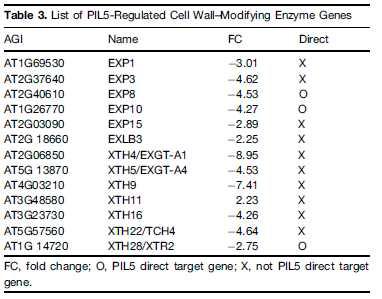 PIL5 binds to the promoters of two expansin genes (EXP8 and EXP10) and one xyloglucan endotransglycosylase homolog (XTH28), thereby directly repressing the expression of these genes