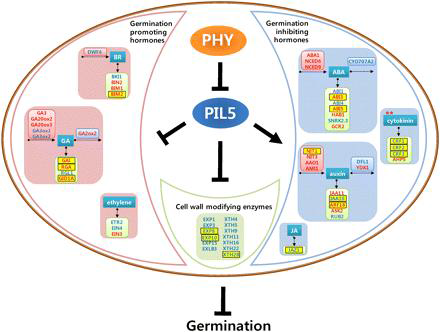 PIL5 Regulates Seed Germination by Coordinating Various Hormonal
