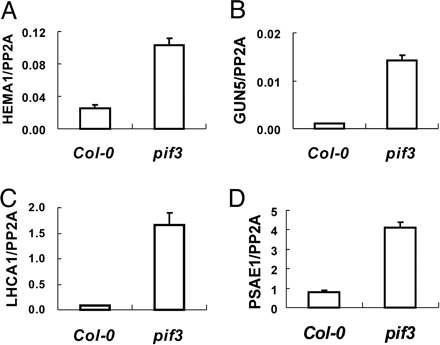 PIF3 negatively regulates chlorophyll biosynthetic genes and photosynthetic genes.