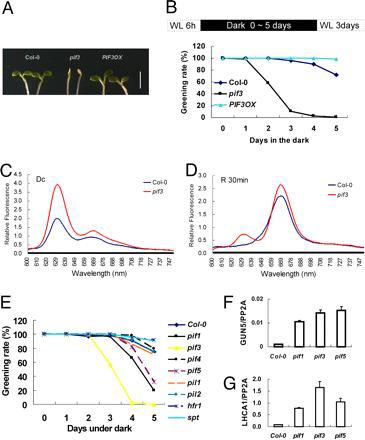 The pif3 mutant accumulates protochlorophyllide in the dark and undergoes photobleaching if transferred to light.