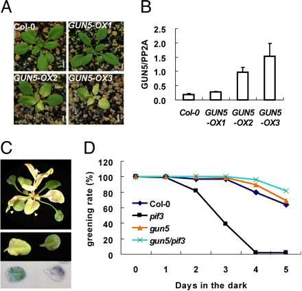 Overexpression of GUN5 causes spontaneous photobleaching.