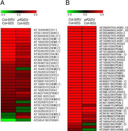 Chlorophyll biosynthetic and photosynthetic genes are highly overexpressed in the dark-grown pifQ mutant.