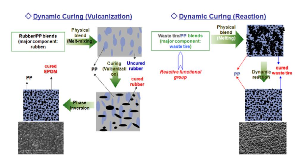 Dynamic Vulcanization & Dynamic Reaction Mechanism