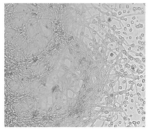 Photo of Aspergillus niger KCTC 6911