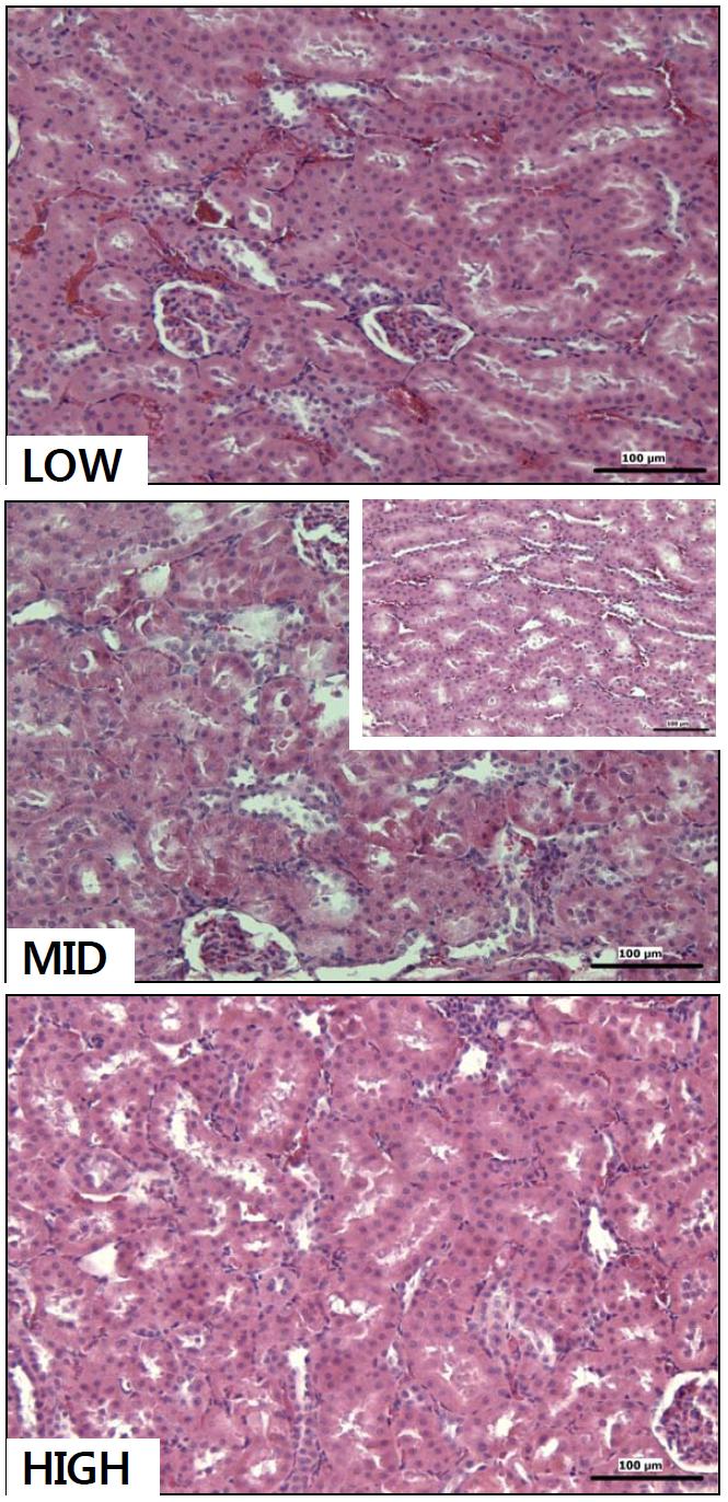 Histopathological examination of the renal tubule.