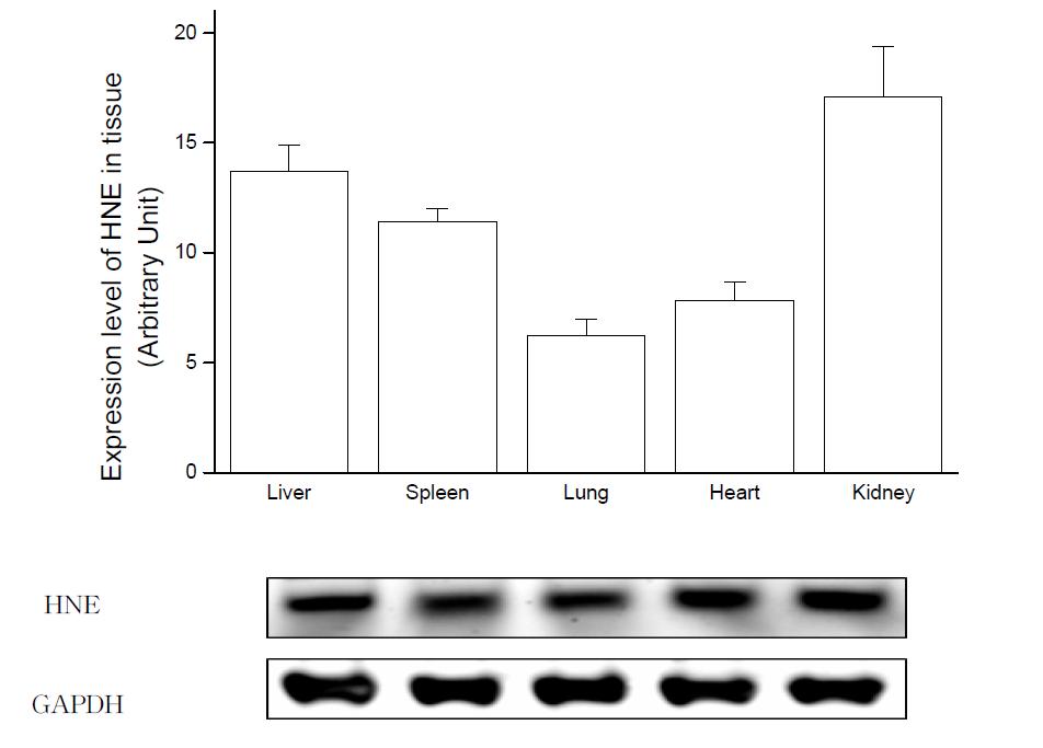 Expression level of HNE in tissue after oral administration of HNE.