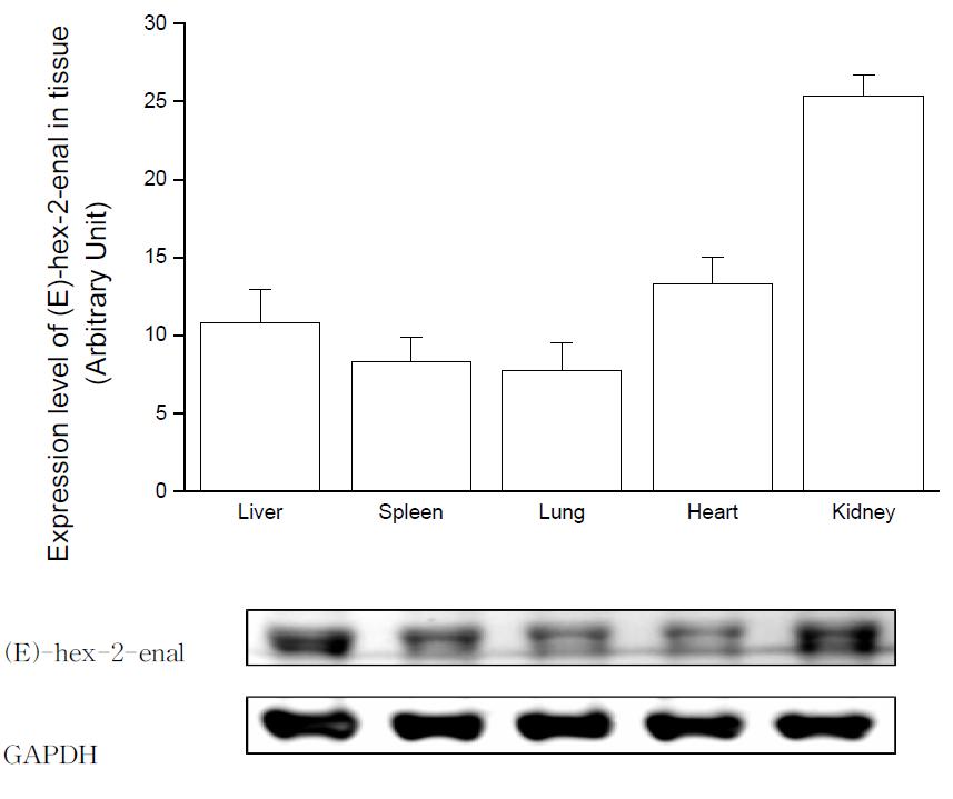 Expression level of (E)-non-2-enal in tissue after oral administration of HNE.