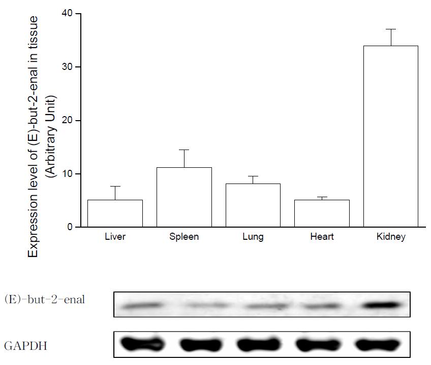 Expression level of (E)-non-2-enal in tissue after oral administration of HNE.