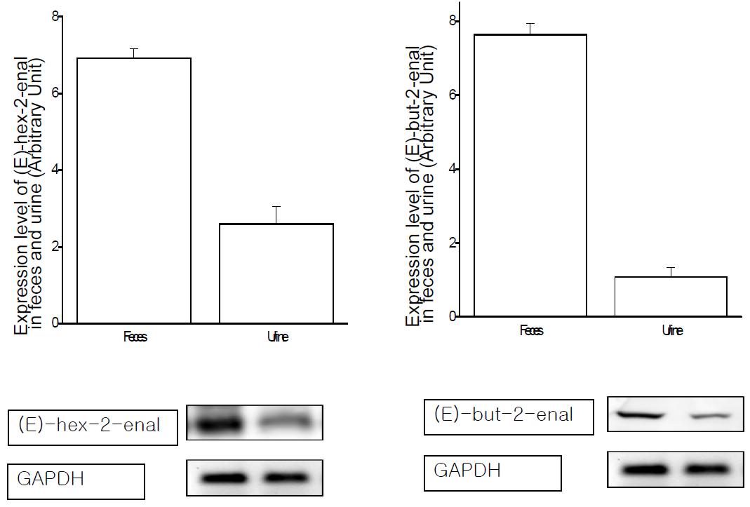 Expression level of (E)-hex-2-enal and (E)-but-2-enal in feces and urine after oral administration of HNE.