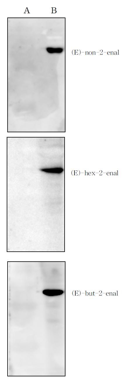 Western blot analysis of mAbs (E)-non-2-enal, (E)-hex-2-enal and (E)-but-2-enal (200 ug/ml) using BSA and metabolite-BSA (20 ug each/lane). (A) BSA; (B) HNE-BSA