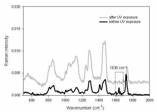 UV 노광 전후의 PEG-DA의 FT-Raman spectra