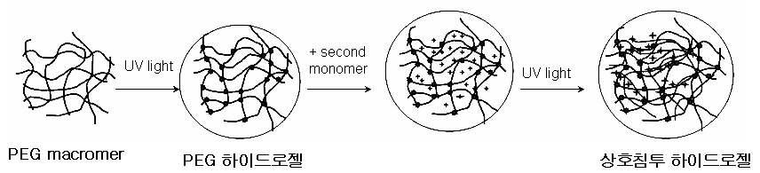 PEG를 기본으로 한 상호침투 하이드로젤 합성