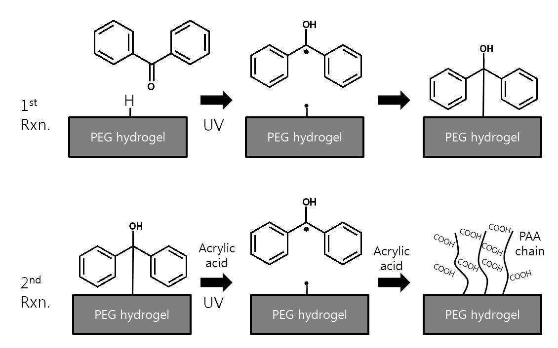 벤조페논을 이용하여 PAA를 하이드로젤 표면에 결합시키는 과정