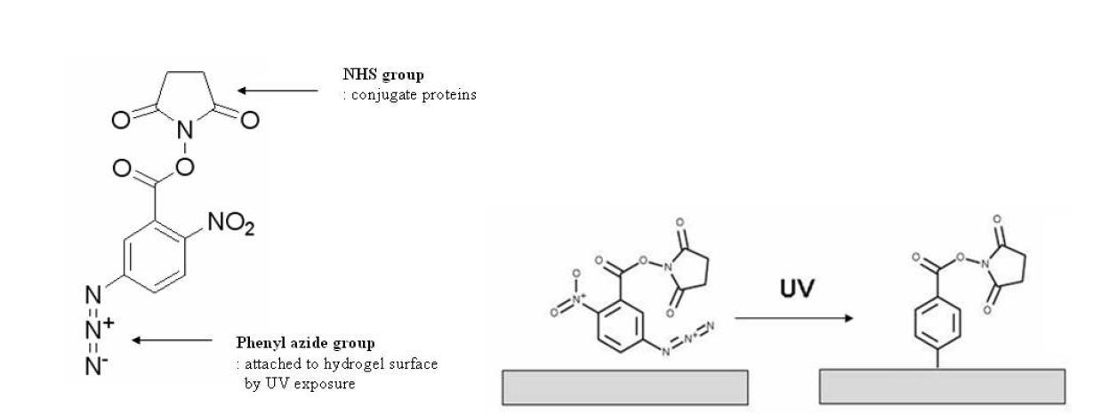 5-5-azidonitrobenzoyloxy NHS의 화학적 구조 및 양 말단기의 기능을 이용한 하이드로젤 개질