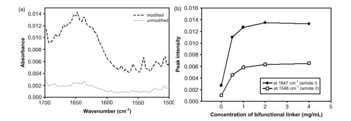 (a) 단백질과 반응시킨 하이드로젤의 FTIR 스펙트라. (b) 다른 농도의 azide-NHS로 개질된 하이드로젤의 amide I/II 영역에서의 peak intensity.