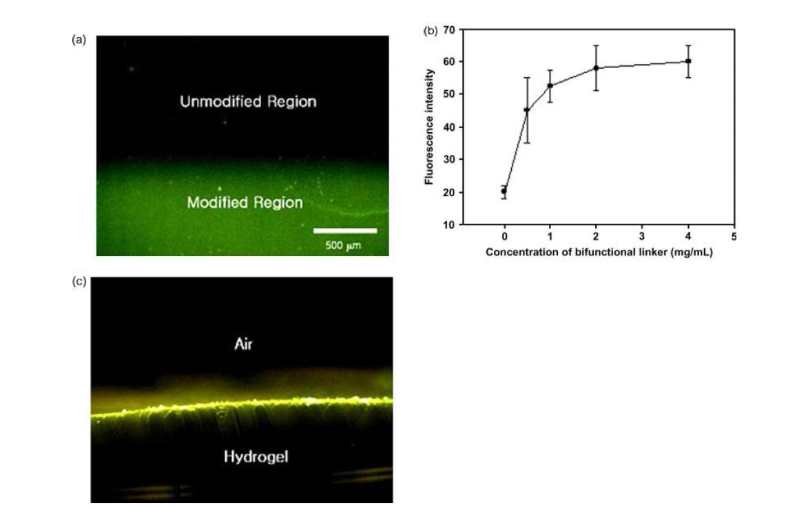 형광을 이용한 단백질 고정화 증명. (a) 표면개질된 하이드로젤에만 고정된 FITC-BSA 형광이미지. (b) azide-NHS 농도에 따른 형광 강도 변화. (c) 단백질이 고정된 하이드로젤의 단면 이미지