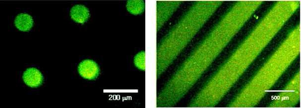 포토리소그래피를 이용한 하이드로젤의 선택적 표면개질 및 고정된 단백질의 형광 이미지.