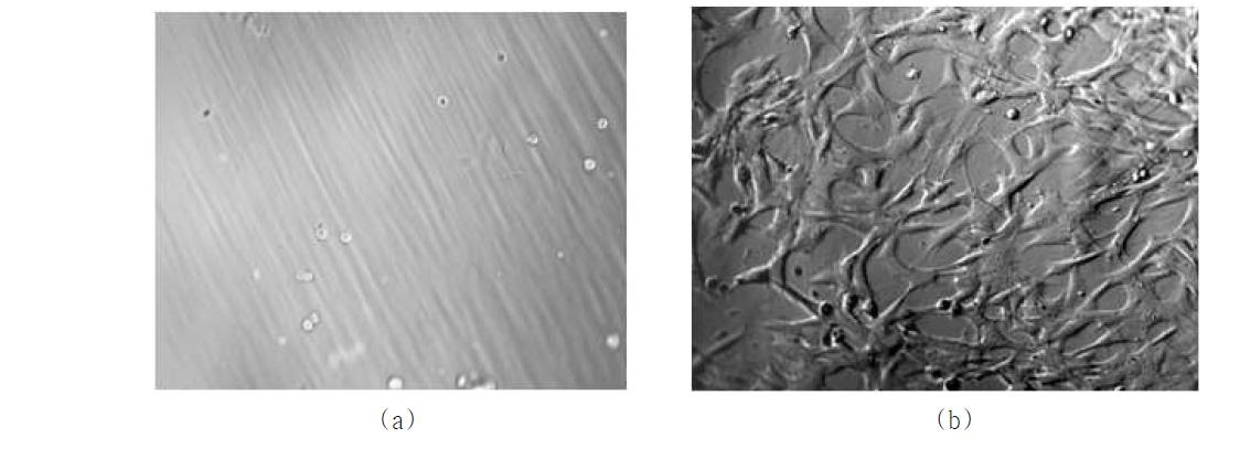 (a) 표면개질이 안된 PEG/PAA 하이드로젤 표면 및 (b) 콜라젠으로 개질된 PEG/PAA 하이드로젤 표면에서의 세포의 부착 및 spreading.