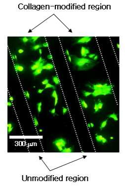 포토리소그래피를 이용하여 선택적으로 콜라젠이 고정된 하이드로젤 표면에 선택적으로 부착된 세포의 형광 이미지.