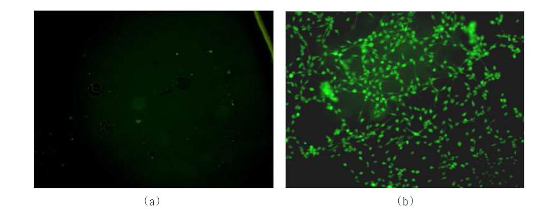 하이드로젤 표면에서 부착된 세포의 형광이미지. (a) 표면개질이 안된 PEG/PHEMA 하이드로젤, (b) 표면개질된 PEG/PHEMA 하이드로젤