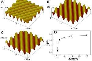 PDMS (1:10)의 두께에 따른 buckling 파장 변화. (A) 0.5 mm (B) 2 mm (C) 20 mm (D) wavelength (λ) vs substrate thickness (hs)