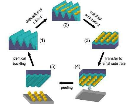 패턴된 콜로이드 입자를 전사하기 위한 buckling 패턴 이용 과정