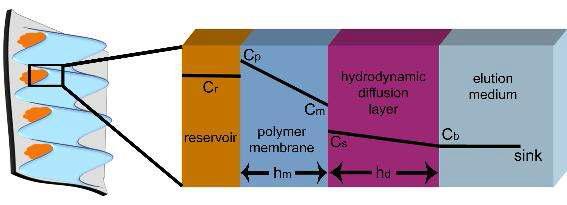 전사된 buckling membrane을 이용하여 제작된 reservoir 시스템에서의 농도분포