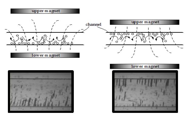 Motion of magnetic particles according to the reciprocal movement of a permanent magnet.