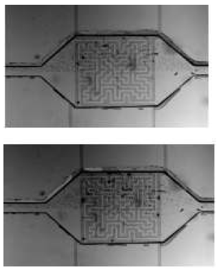 Experiment result of the mixing pattern within the mixing chamber with ITO electrode patterns.