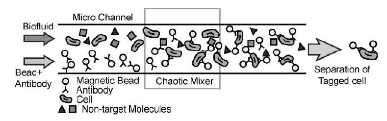 Schematic diagram of the magnetic separation of biomolecules in the micro-device.