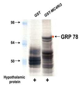 GST-MC4Ri3과 쥐의 시상하부 추출 단백질 간의 GST pull-down assay 결과.