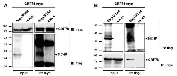 GRP78 은 MC4R과 세포막에서 상호작용한다.