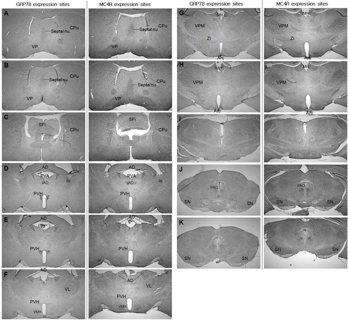 마우스 뇌에서의 GRP78과 MC4R의 전반적인 발현 양상.