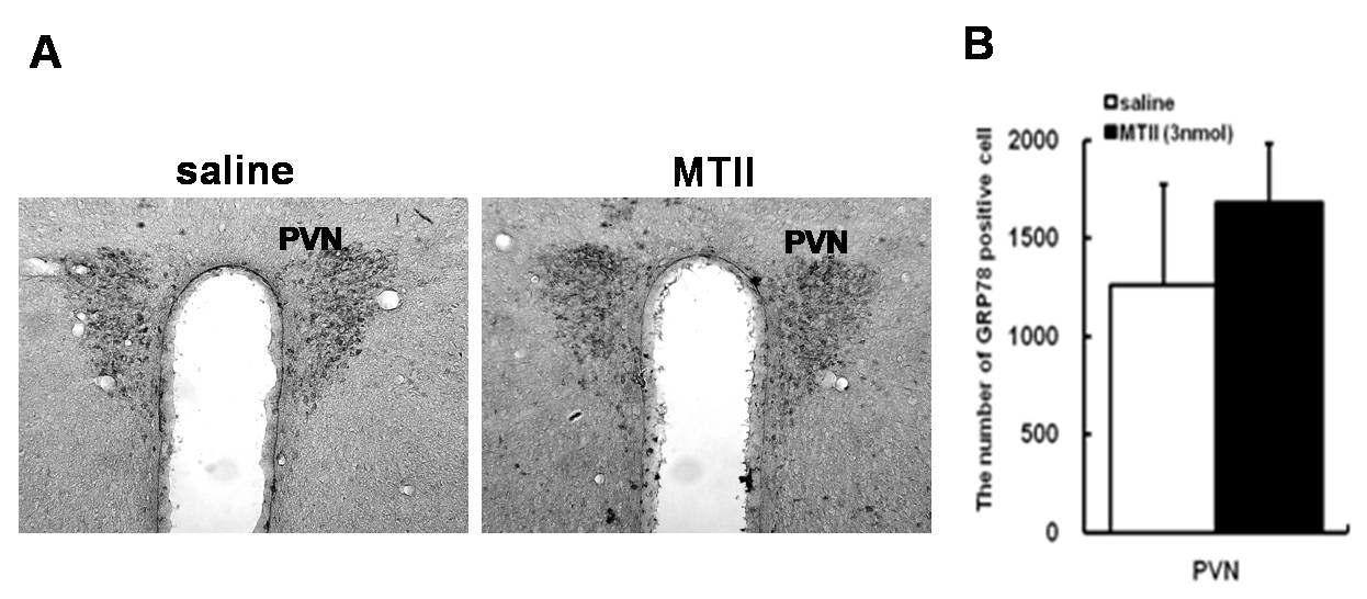 MC4R의 작용제인 MTⅡ 처리에 따른 GRP78 immunoreactivity.