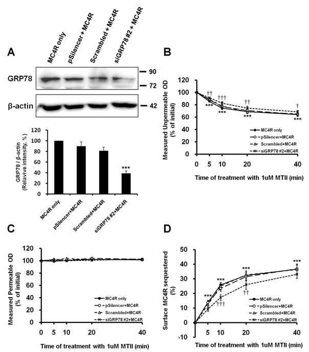 The knockdown of GRP78 changes the internalization of MC4R.