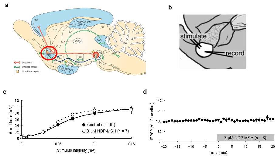 측중격핵에 있는 멜라노코틴 수용체의 활성화가 기본적인 시냅스 전달 (basal synatpic transmission) 에 미치는 영향.