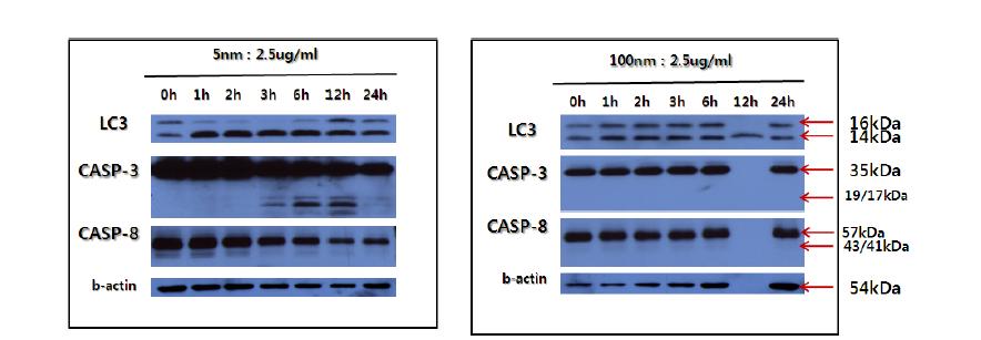 Ag 나노물질에 의한 LC3II의 발현 및 caspase-3, caspase-8 의 활성화