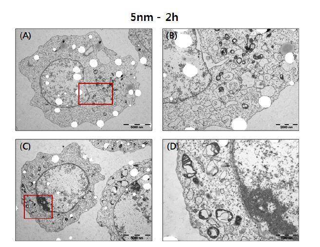 Confirm the autophagy and mitochondria damage (5nm, 2hr).