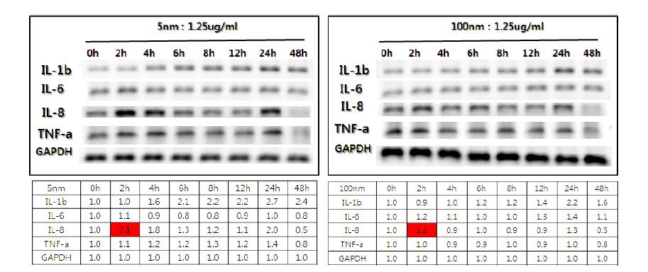 Ag 나노물질에 의한 IL-8, IL-6, IL-1b 및 TNF-α의 mRNA 발현