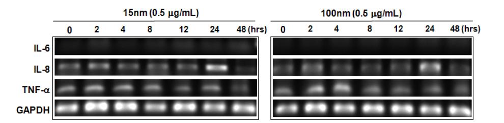 IL-8, IL-6, TNF-α의 mRNA 발현