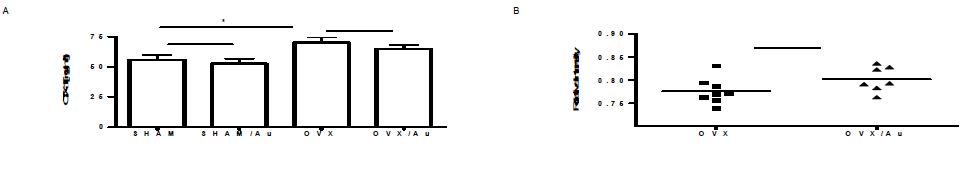 OVX-induced bone loss model에서 sham, OVX surgery후 8주간 vehicle, Gold Nanoparticle (20 ug/mice)투여후 serum CTX-1 (A), femur의 X-ray radiogram에서 distal metaphysic area의 relative bone density (B)