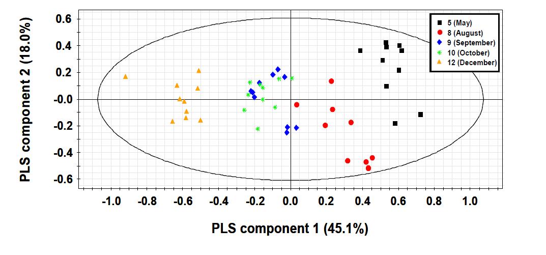 구아바 잎 (aqueous fraction)의 시기별 비교 PLS-DA model의 score plot